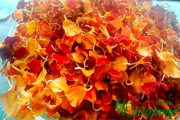 как сушить лепестки бархатцев