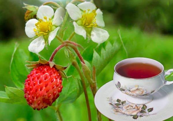 Рецепты лечения земляникой