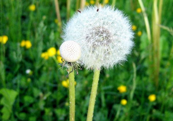 одуванчик лечебные свойства и противопоказания одуванчик лечебные свойства и противопоказания