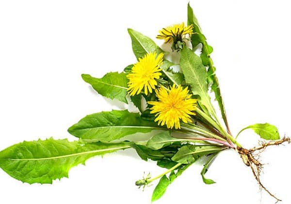 oduvanchik Одуванчик лекарственный