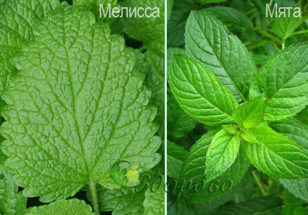 Мята и мелисса разница