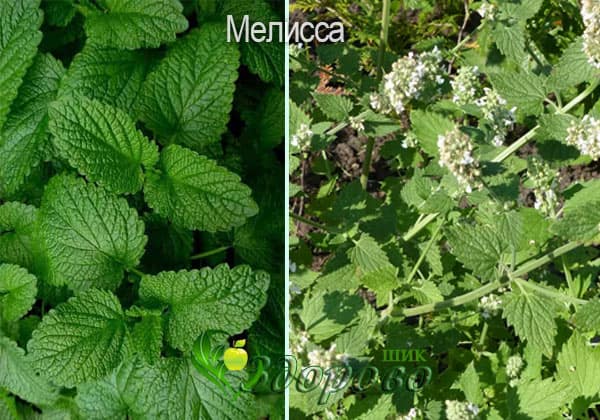 отличия мелиссы