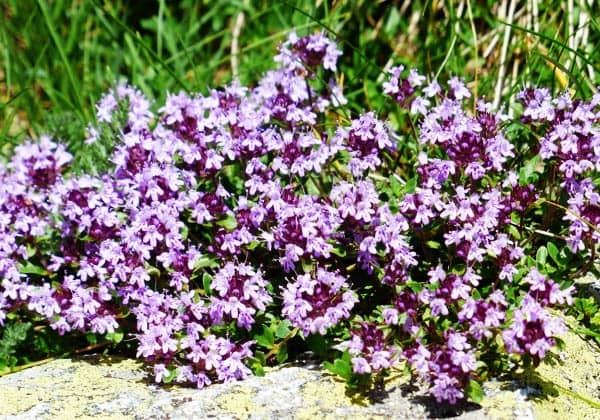 Чабрец. Лечебные свойства и противопоказания