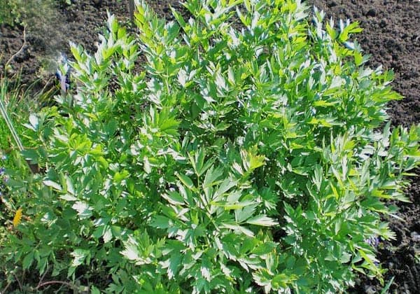 любисток полезные свойства и противопоказания