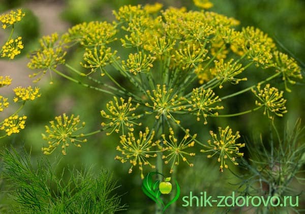 укроп полезные свойства