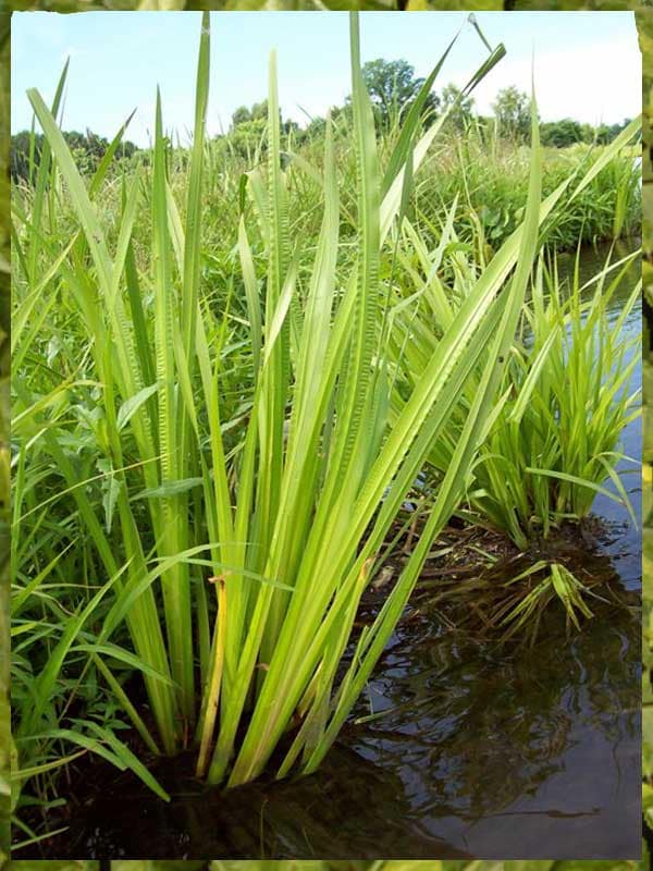 Аир Болотный