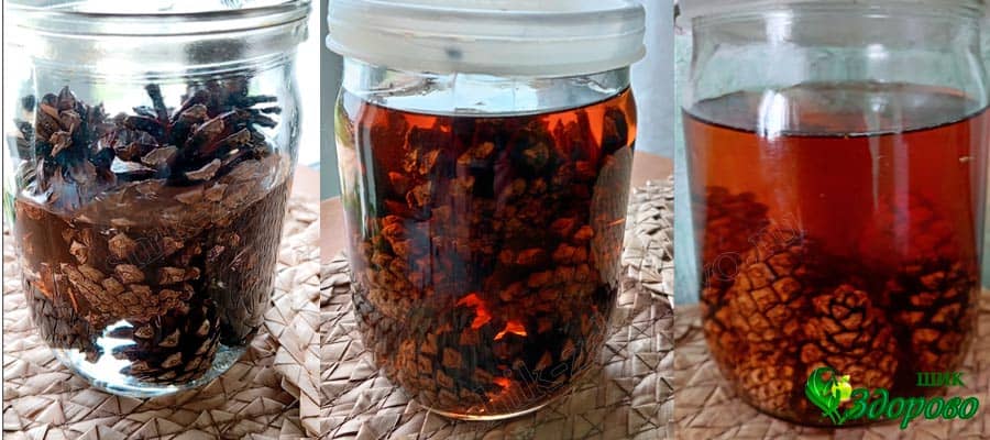 настойка из старых сосновых шишек