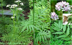 Трава валериана. Фото растения