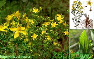 Трава зверобой. Фото. Как выглядит зверобой