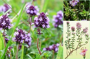 чабрец фото