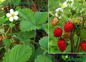 Земляника лесная фото